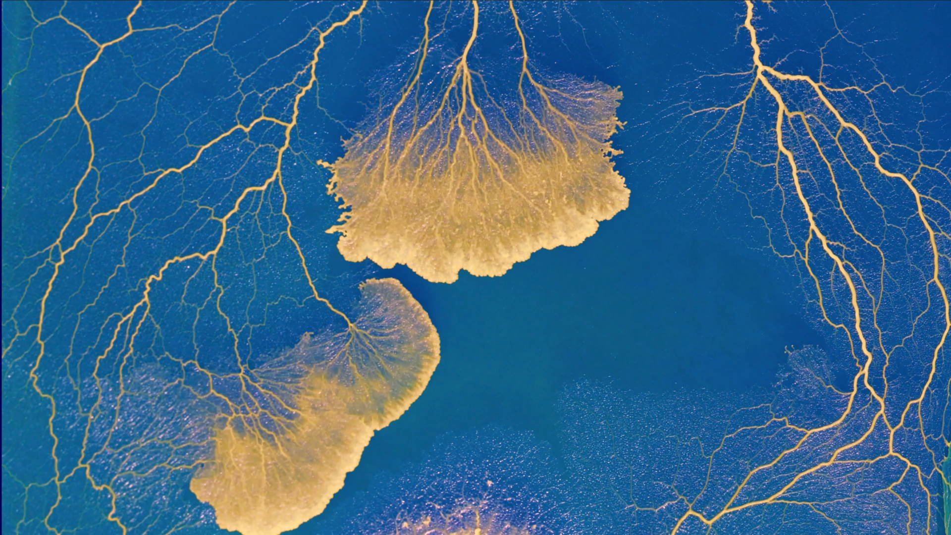 Blob Detection Breakthroughs